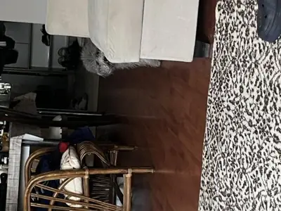 Femelle caniche marron calme à adopter