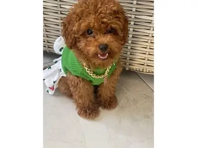 Caniche marron adulte mâle à la recherche d’une famille