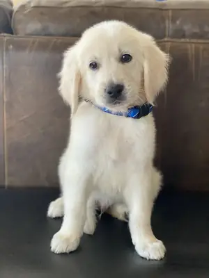Golden Retrievers du Tennessee - Chiens de famille doux élevés avec amour
