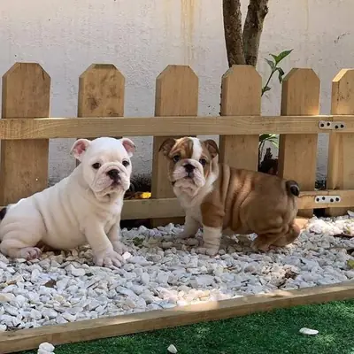 可爱的英国斗牛犬幼犬待领养