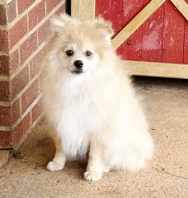 CKC Pomeranian: TIMBER
