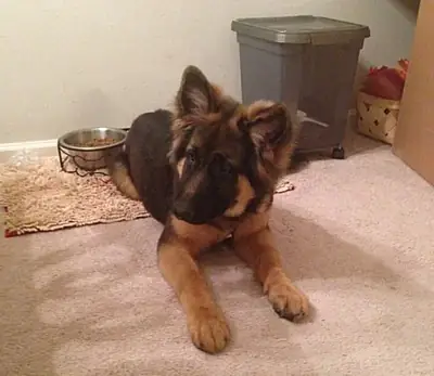 German Shepherd Puppies for Sale 