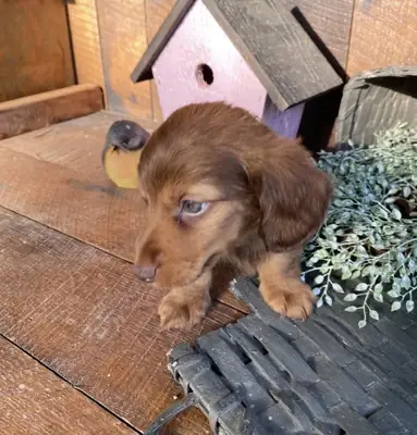 Dachshund puppy for sale