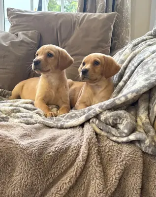 Labrador puppies