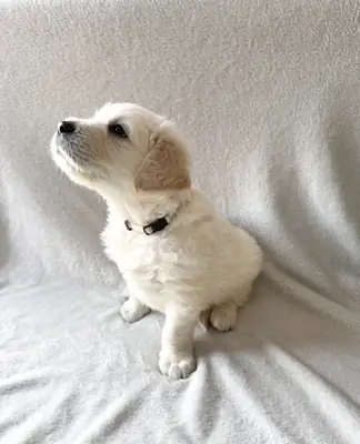 Golden Retriever Puppies — Ready from 2nd August