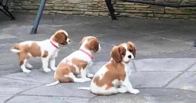 Cavalier King Charles Spaniel Puppies