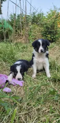 Border collie puppies