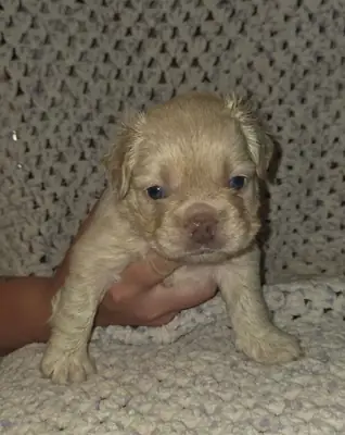 French Bulldog Puppies