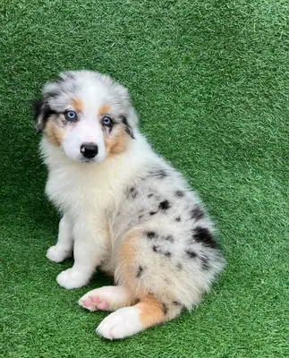 澳大利亚牧羊犬幼犬