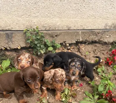dashound’s puppies ready for new homes