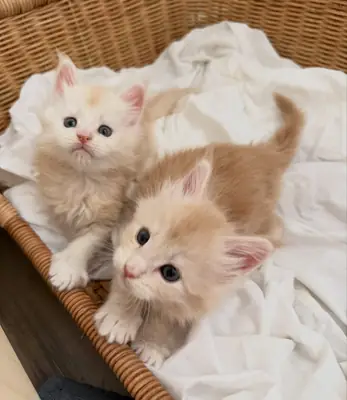 Maine coon kittens available for adoption, serious people only