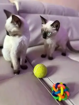 Gatitos siameses disponibles, un macho y una hembra.