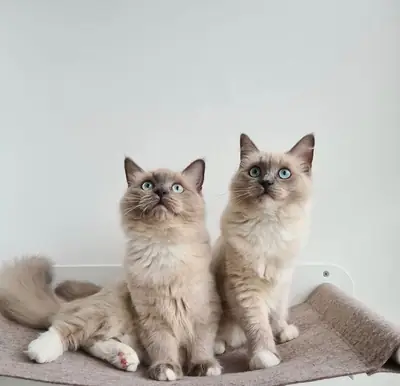 Cute Ragdoll kittens available