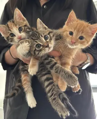 domestic short hair kittens