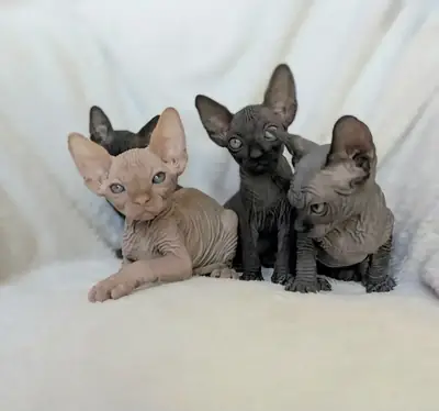 Sphynx Cats available