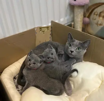 俄罗斯蓝猫