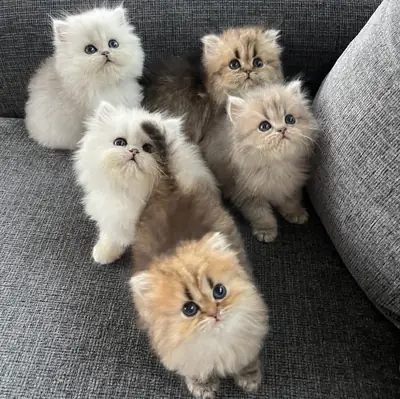 Persian Kitten