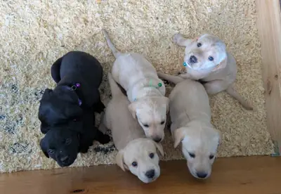 Cachorros de labrador retriever para adopción