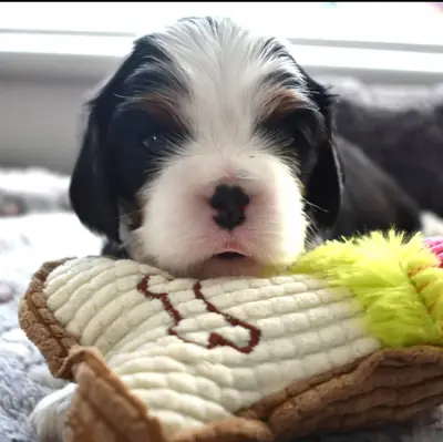 Cavalier King Charles Spaniel puppies for adoption