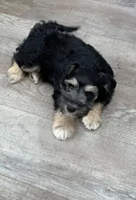 Schnauzer en miniatura para adopción