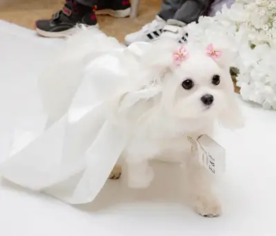 待领养的马尔济斯幼犬