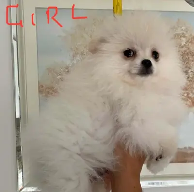 Cachorros de Pomerania para adopción