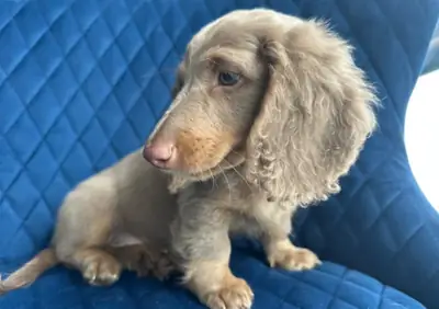 Dachshund puppies for adoption