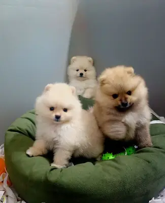 Cachorros de Pomerania con pedigrí. (jessicabaynton2@gmail.com)
