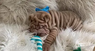 Cachorros Shar Pei. Correo electrónico (jessicabaynton2@gmail.com)