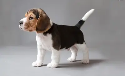 Cachorros Beagle. Correo electrónico: (jessicabaynton2@gmail.com)