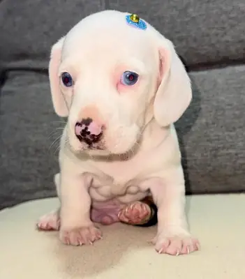 Precioso cachorro de Teckel listo para una nueva aventura – WhatsApp: +34 632 000 221