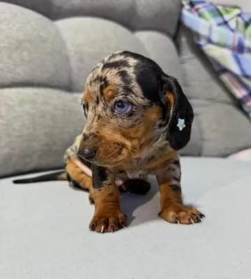  Tu cachorro Teckel perfecto te está esperando – WhatsApp: +34 632 000 221