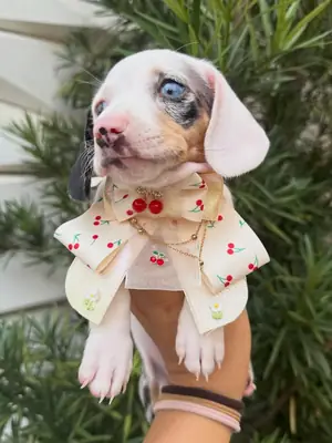 Cachorrito adorable de Teckel busca una familia para siempre – WhatsApp: +34 632 000 221
