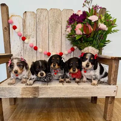 Cachorrito Teckel adorable, listo para convertirse en tu nuevo mejor amigo. WhatsApp: +34 632 000 22