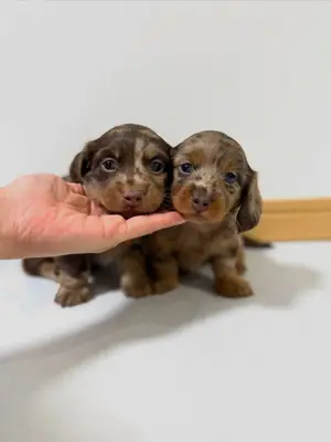 Precioso cachorro de Teckel busca un hogar especial – WhatsApp: +34 632 000 221