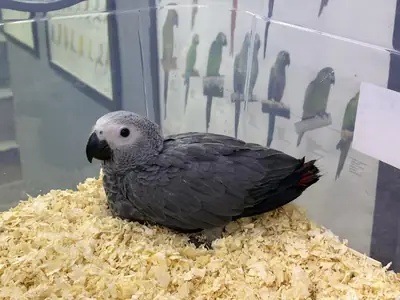 Loros grises africanos (macho y hembra) en regalo