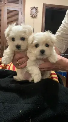 Un precioso cachorro maltés te espera – WhatsApp: +34 632 000 221