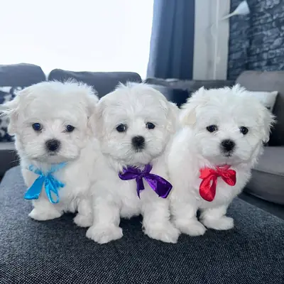 Cachorro maltés busca la familia perfecta – WhatsApp: +34 632 000 221