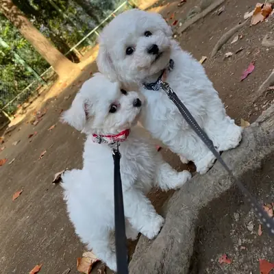 Cachorro maltés irresistible listo para derretir tu corazón – WhatsApp: +34 632 000 221