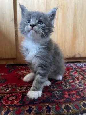 Gatitos Maine Coon. Correo electrónico (jessicabaynton2@gmail.com)