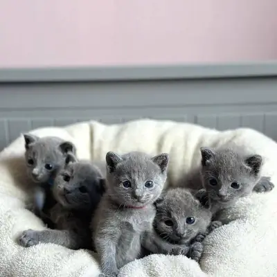 俄罗斯蓝猫幼崽。邮箱：jessicabaynton2@gmail.com