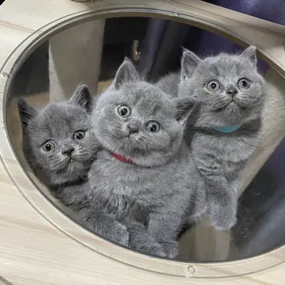 Gatitos British Shorthair. Correo electrónico (jessicabaynton2@gmail.com)
