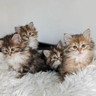 Gatitos siberianos. Correo electrónico (jessicabaynton2@gmail.com)