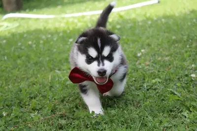 Precioso cachorro de husky listo para comenzar una nueva aventura – WhatsApp: +34 632 000 221