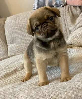 收到巴哥幼犬作为礼物，它们真漂亮