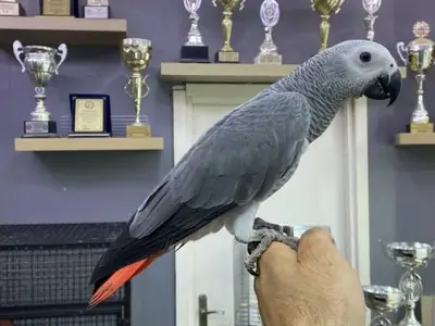 Perroquet gris du Gabon sociable à adopter
