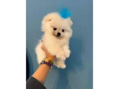 Jeune pomeranian blanc mâle élevé en famille