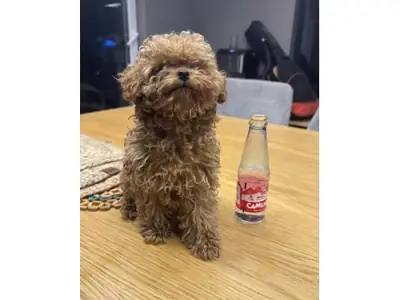 Caniche marron femelle calme à adopter