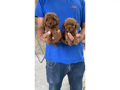 Caniche marron mâle intelligent et affectueux