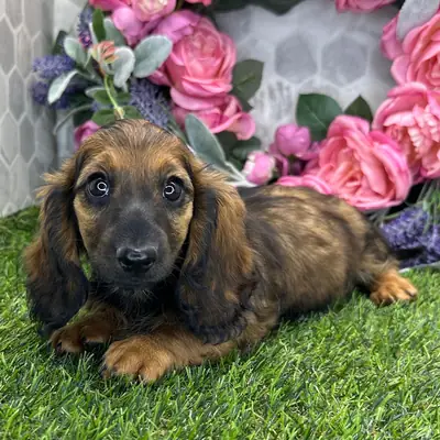 ¡Increíble Cachorrito Teckel Atigrado de Pelo Largo! 🌸🐶